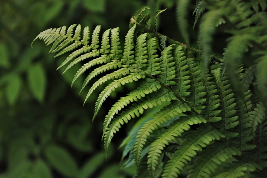 green, fern, flora-4183977.jpg