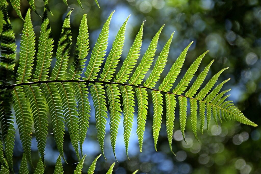 green fern leaves foliage natural 715535